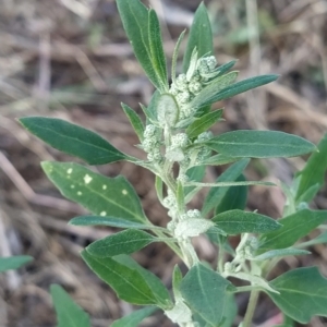 Chenopodium album at Fadden, ACT - 12 Feb 2023 07:52 AM