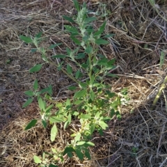 Chenopodium album at Fadden, ACT - 12 Feb 2023 07:52 AM