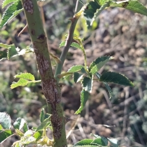 Rosa canina at Fadden, ACT - 12 Feb 2023