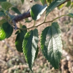 Celtis australis (Nettle Tree) at Fadden, ACT - 12 Feb 2023 by KumikoCallaway