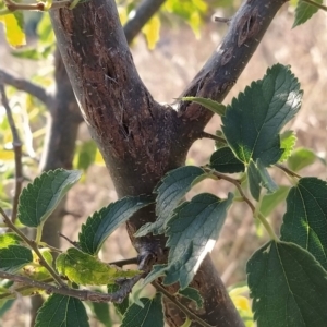 Celtis australis at Fadden, ACT - 12 Feb 2023 07:36 AM