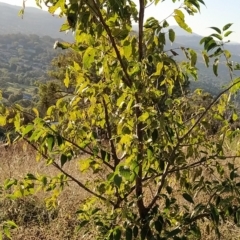 Celtis australis at Fadden, ACT - 12 Feb 2023