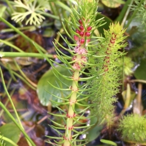 Myriophyllum crispatum at Breadalbane, NSW - 14 Feb 2021