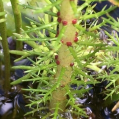 Myriophyllum crispatum at Breadalbane, NSW - 14 Feb 2021