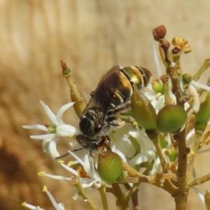 Lipotriches flavoviridis species group at Mount Taylor - 12 Feb 2023