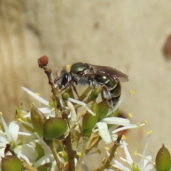 Lipotriches flavoviridis species group at Mount Taylor - 12 Feb 2023 02:30 PM