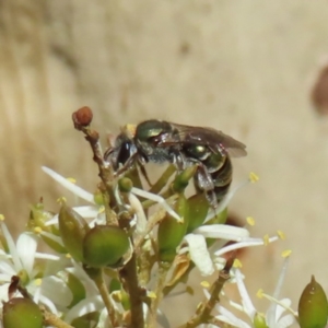 Lipotriches flavoviridis species group at Mount Taylor - 12 Feb 2023 02:30 PM