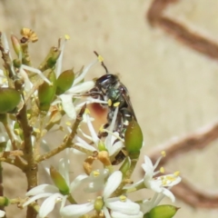 Lipotriches flavoviridis species group at Mount Taylor - 12 Feb 2023 02:30 PM