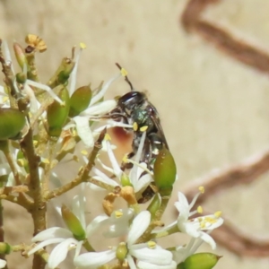 Lipotriches flavoviridis species group at Mount Taylor - 12 Feb 2023