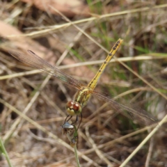 Diplacodes bipunctata (Wandering Percher) at Mount Taylor - 12 Feb 2023 by MatthewFrawley