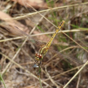 Diplacodes bipunctata at Kambah, ACT - 12 Feb 2023