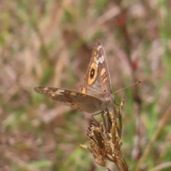 Junonia villida (Meadow Argus) at Mount Taylor - 12 Feb 2023 by MatthewFrawley