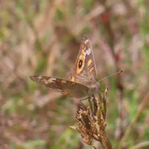 Junonia villida at Kambah, ACT - 12 Feb 2023