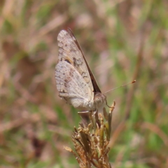 Junonia villida at Kambah, ACT - 12 Feb 2023