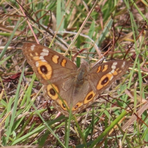 Junonia villida at Kambah, ACT - 12 Feb 2023