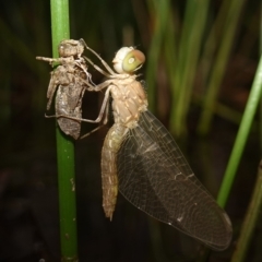 Anisoptera (suborder) (Unidentified dragonfly) at Molonglo Valley, ACT - 11 Feb 2023 by RobG1