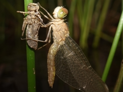 Anisoptera (suborder) (Unidentified dragonfly) at Molonglo Valley, ACT - 11 Feb 2023 by RobG1