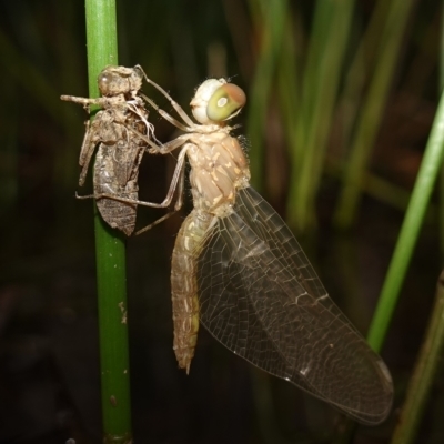 Anisoptera (suborder) (Unidentified dragonfly) at Molonglo Valley, ACT - 11 Feb 2023 by RobG1