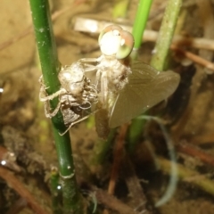 Anisoptera (suborder) at Molonglo Valley, ACT - 11 Feb 2023