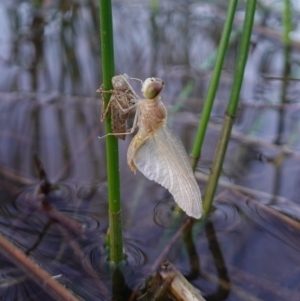 Anisoptera (suborder) at Molonglo Valley, ACT - 11 Feb 2023