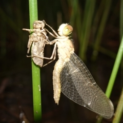 Anisoptera (suborder) at Molonglo Valley, ACT - 11 Feb 2023