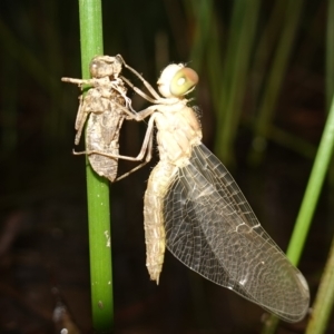 Anisoptera (suborder) at Molonglo Valley, ACT - 11 Feb 2023