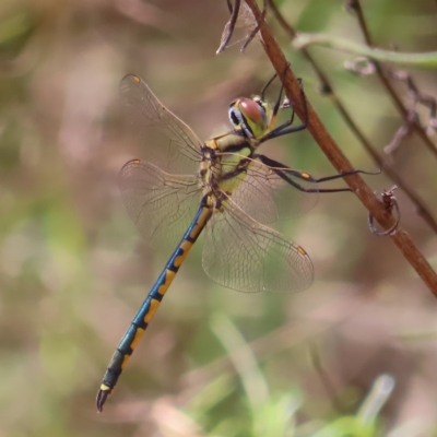 Hemicordulia tau (Tau Emerald) at Fisher, ACT - 12 Feb 2023 by MatthewFrawley