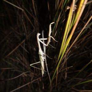 Tenodera australasiae at Molonglo Valley, ACT - 11 Feb 2023 08:10 PM