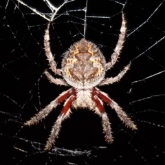 Hortophora sp. (genus) (Garden orb weaver) at Piney Ridge - 11 Feb 2023 by RobG1