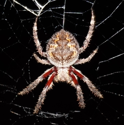 Hortophora sp. (genus) (Garden orb weaver) at Block 402 - 11 Feb 2023 by RobG1