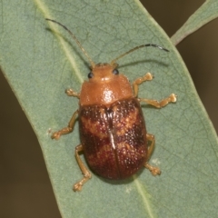 Paropsis aspera (Eucalyptus Tortoise Beetle) at Higgins, ACT - 4 Feb 2023 by AlisonMilton