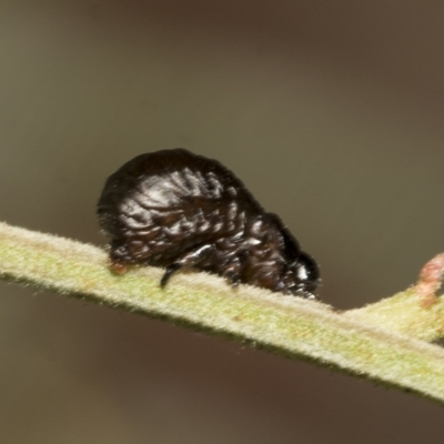 Calomela sp. (genus) (Acacia leaf beetle) at Higgins, ACT - 4 Feb 2023 by AlisonMilton