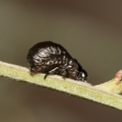 Calomela sp. (genus) (Acacia leaf beetle) at Higgins, ACT - 3 Feb 2023 by AlisonMilton