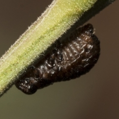 Calomela sp. (genus) at Higgins, ACT - 4 Feb 2023