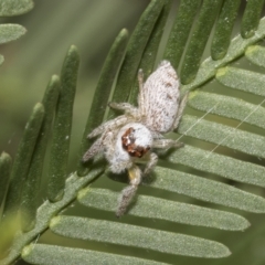 Opisthoncus grassator (Jumping spider) at Higgins, ACT - 3 Feb 2023 by AlisonMilton