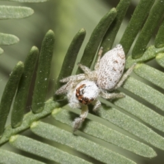 Opisthoncus grassator at Higgins, ACT - 4 Feb 2023 07:54 AM