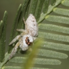 Opisthoncus grassator at Higgins, ACT - 4 Feb 2023 07:54 AM