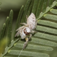 Opisthoncus grassator at Higgins, ACT - 4 Feb 2023 07:54 AM