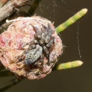 Badumna sp. (genus) at Higgins, ACT - 4 Feb 2023