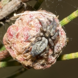 Badumna sp. (genus) at Higgins, ACT - 4 Feb 2023