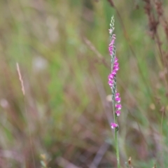 Spiranthes australis (Austral Ladies Tresses) at Bendoura, NSW - 11 Feb 2023 by Liam.m