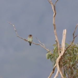 Eurystomus orientalis at Bendoura, NSW - 11 Feb 2023