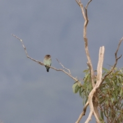 Eurystomus orientalis (Dollarbird) at Bendoura, NSW - 11 Feb 2023 by Liam.m