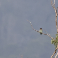 Eurystomus orientalis at Bendoura, NSW - 11 Feb 2023