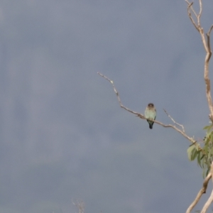 Eurystomus orientalis at Bendoura, NSW - suppressed