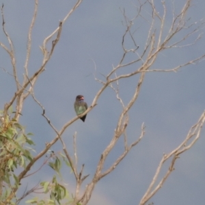 Eurystomus orientalis at Bendoura, NSW - suppressed