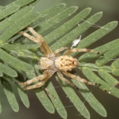 Araneus hamiltoni (Hamilton's Orb Weaver) at Higgins, ACT - 4 Feb 2023 by AlisonMilton