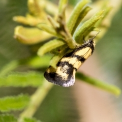 Olbonoma triptycha (Chezela Group) at Higgins, ACT - 2 Feb 2023 by AlisonMilton