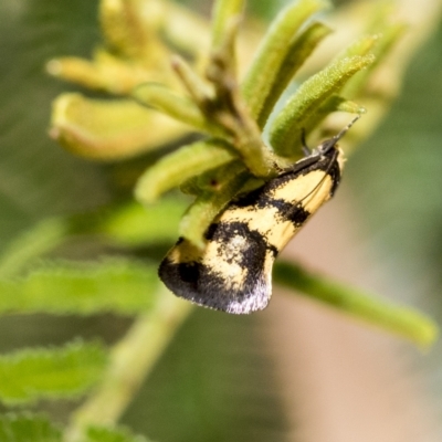 Olbonoma triptycha (Chezela Group) at Higgins, ACT - 3 Feb 2023 by AlisonMilton