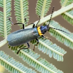 Chauliognathus lugubris (Plague Soldier Beetle) at Hawker, ACT - 3 Feb 2023 by AlisonMilton